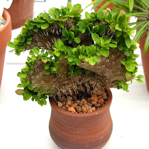 http://lh5.ggpht.com/_lsnFH2qcKVg/R6SjXWMLSKI /AAAAAAAACl8/VNQWK7xTkZw/HSCS.2007.064.2.Euphorbia  milii cristata.JPG
